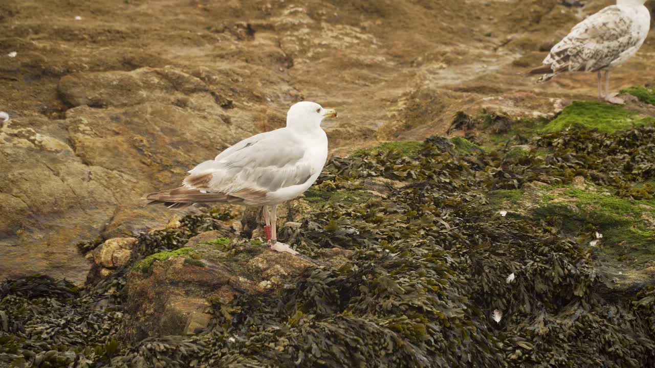 primer plano de una gaviota etiquetada caminando al borde del agua de mar en la playa de arena