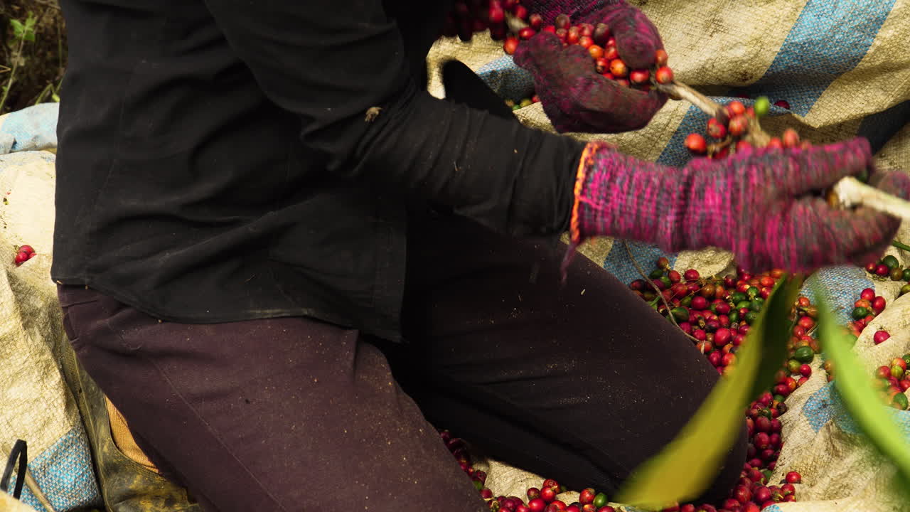 커피 나무의 잘 익은 체리를 수확하고 따는 장갑을 낀 농부
