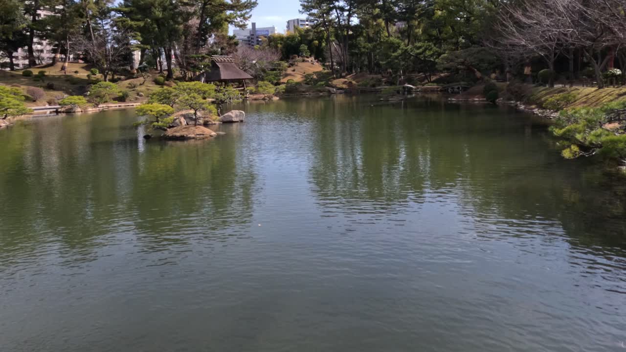 el enjambre de peces koi luego se dispersa en un estanque tranquilo