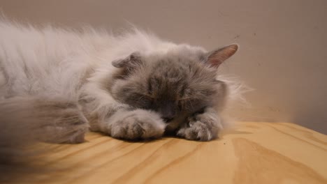 fluffy grey cat peacefully sleeping on a wooden surface in a cozy indoor setting