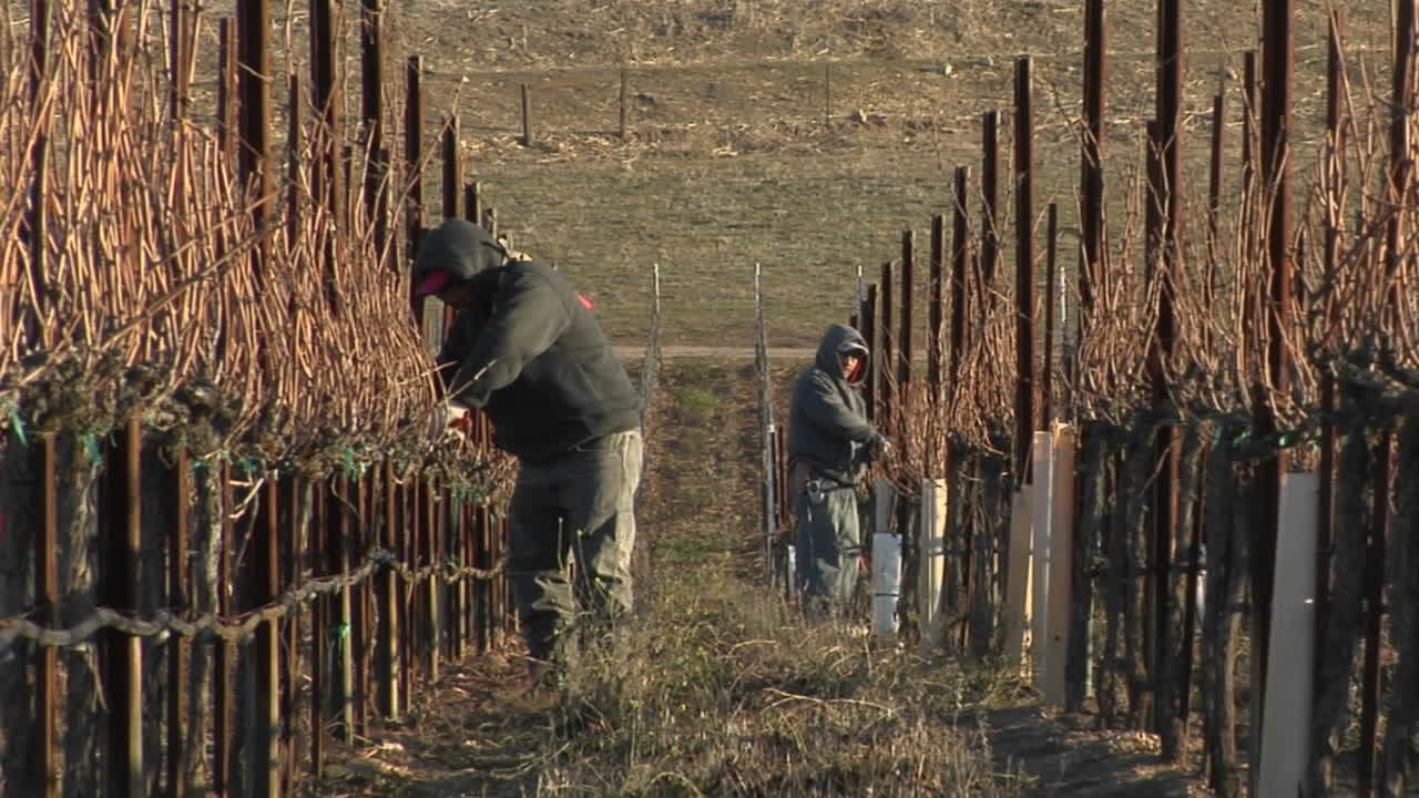 los trabajadores de campo descansan para almorzar mientras podan vides inactivas en un viñedo de california 2