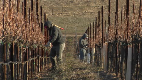 field workers break for lunch while pruning dormant vines in a california vineyard 2