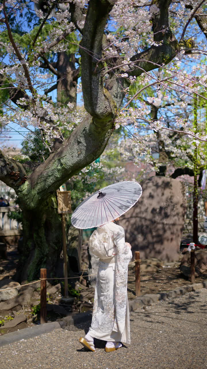 Woman holding a white Japanese umbrella under cherry blossom trees. Vertical