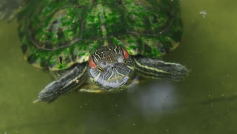 Tortuga-De-Orejas-Rojas-Nadando-En-Un-Estanque