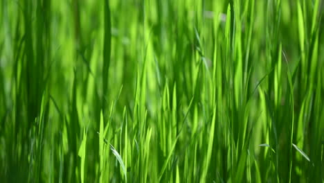 backlit grass background spring in the europe