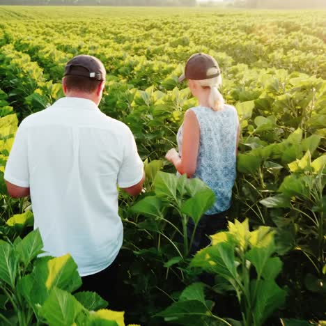dos granjeros - un hombre y una mujer caminando por el campo verde de un girasol hablando