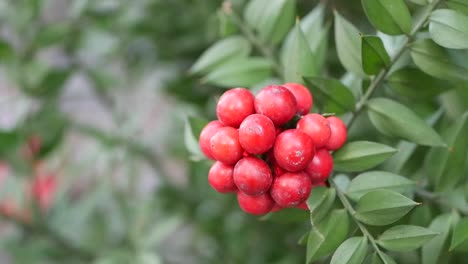 cluster of red berries on a bush