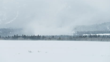 strong winds blow the snow off of the tree in the mountains of western wyoming