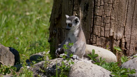 Closeup-shot-of-sweet-baby-Lemur-resting-on-rocks-in-nature-during-sunny-day