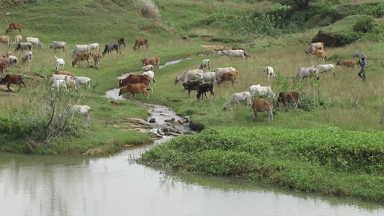 Mucche al pascolo nei campi vicino a Giridih, Jharkhand, India, il 27 settembre 2020