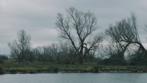 handheld static shot of leafless trees swaying in the wind next to a small lake on a dreary overcast day in ely england