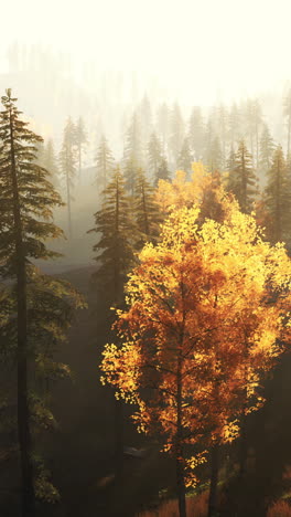 autumn forest fog