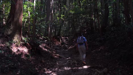 a male hiker walking on the forest trail between tall trees in japan - static shot