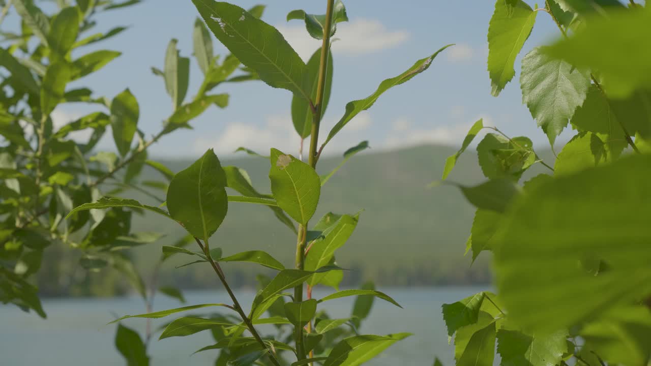 paisajes de bosques y lagos