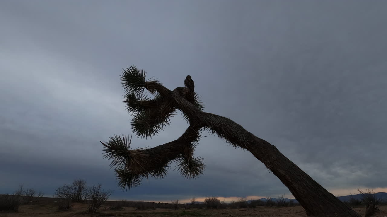 Silhouet van een havik neergestreken op een Joshua Tree tijdens zonsondergang in Mojave Californië - Lage hoekopname.