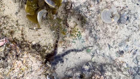 Schlangensternfisch-Wunderbares-Seesternleben-Im-Gezeiten-Meeresspiegel-Kleine-Pons-Am-Strand-Küstenfelsenklippe-In-Tropischer-Qeshm-Insellandschaft-Im-Nahen-Osten-Asiens-Meereslebewesen-In-Der-Sommersaison