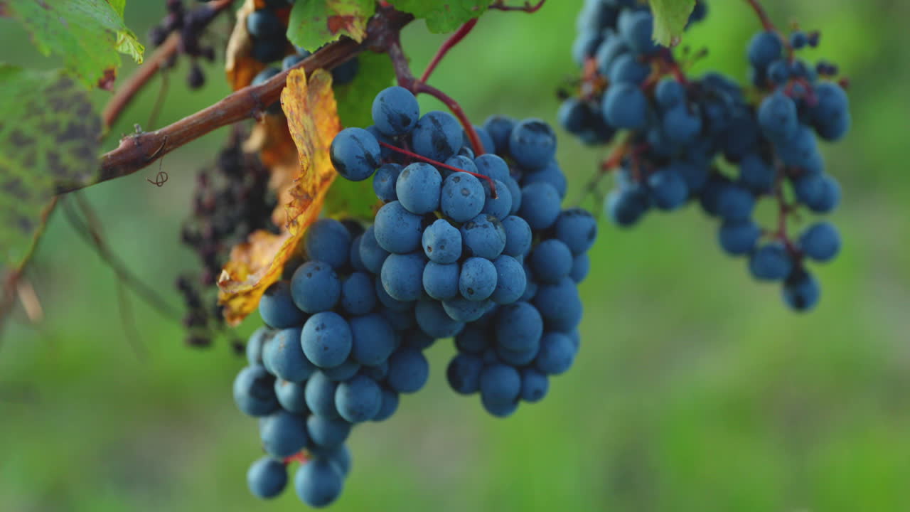 una vista detallada de un racimo de uvas maduras de una granja durante el día moviéndose con viento fuerte antes de cosechar y preparar vino en la región de moravia del sur capturada a 4k 60fps