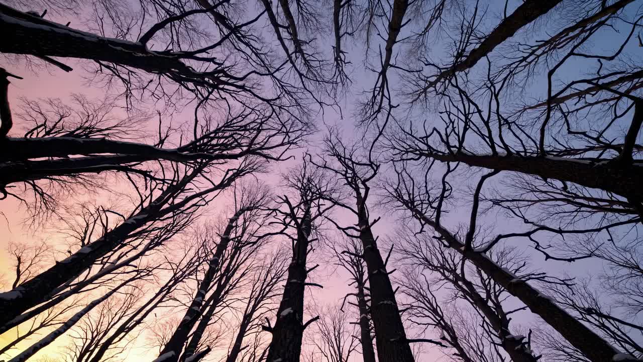 Upward camera angle captures bare trees against a colorful sunset sky, creating a serene, artistic