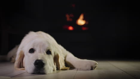 el perro yace en el suelo contra el telón de fondo de una chimenea en llamas. un hombre en el fondo pone leña en la chimenea