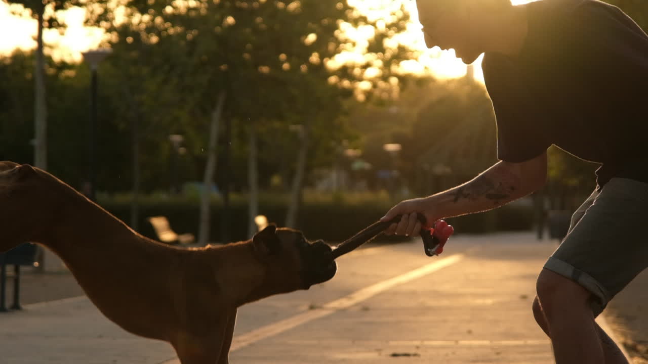 Young man playing with his boxer dog in a park at sunset, slow motion video