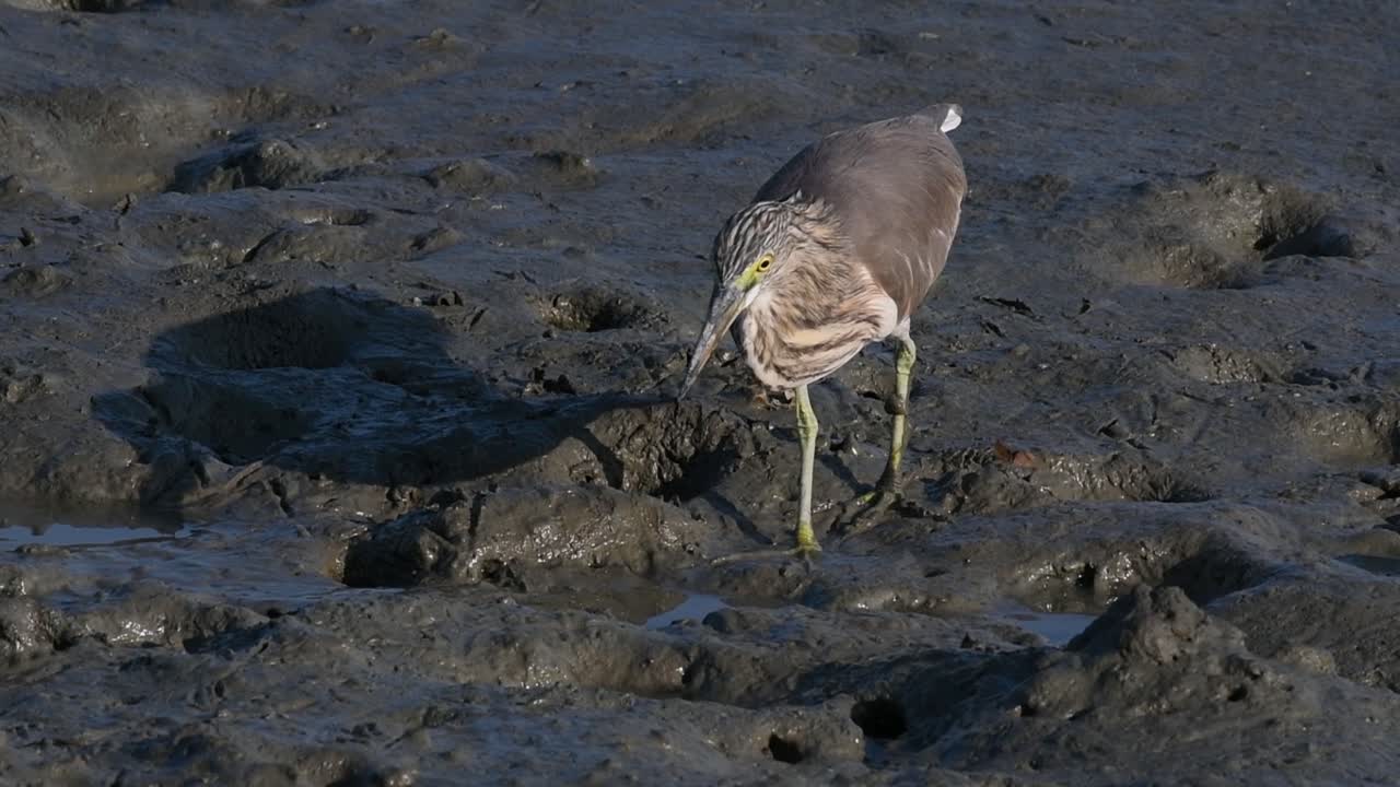 una de las garzas de estanque encontradas en tailandia que muestran diferentes plumajes según la temporada