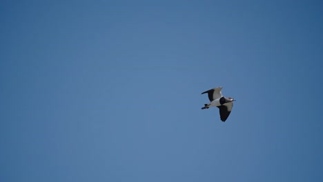 Wilder-Tero-Fliegt-Majestätisch-In-Einem-Klaren-Blauen-Himmel-Und-Sucht-Nach-Nahrung