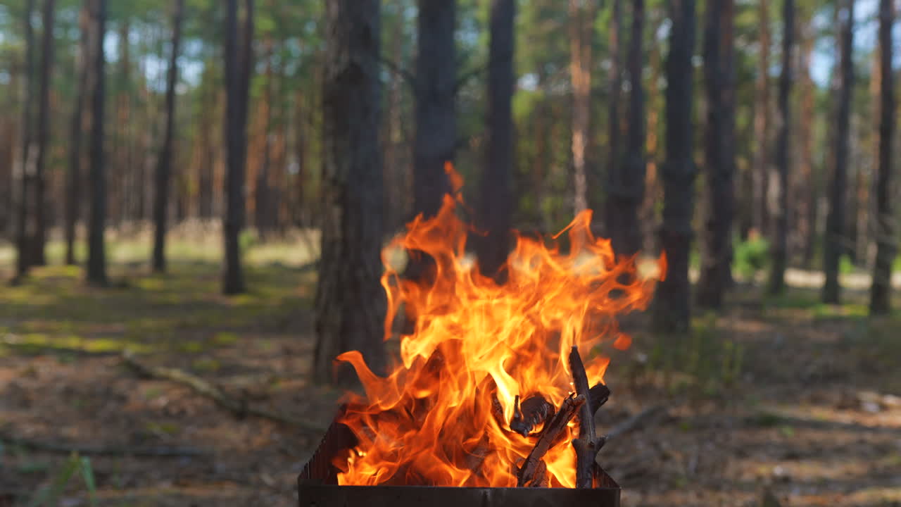 Fuoco di campo nella foresta