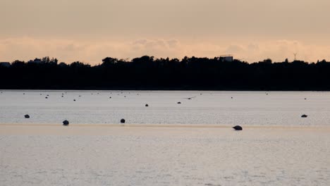 silhouette of a flamingo flying gracefully as others wade in salt water lake of larnaca in cyprus late in the afternoon.