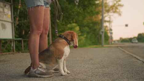 dog sitting comfortably between owner's legs outdoors, looking into distance with relaxed expression, leash in owner's hand, blurred background including passing car on rural road