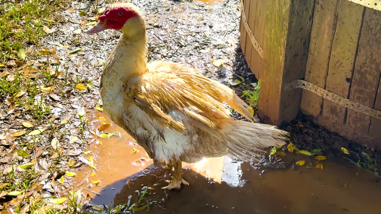 A duck flaps its wings in a sunlit, muddy farmyard in Byron Bay, Australia, creating a lively and natural scene