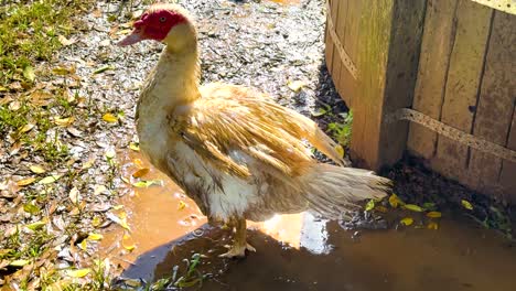 a duck flaps its wings in a sunlit, muddy farmyard in byron bay, australia, creating a lively and natural scene