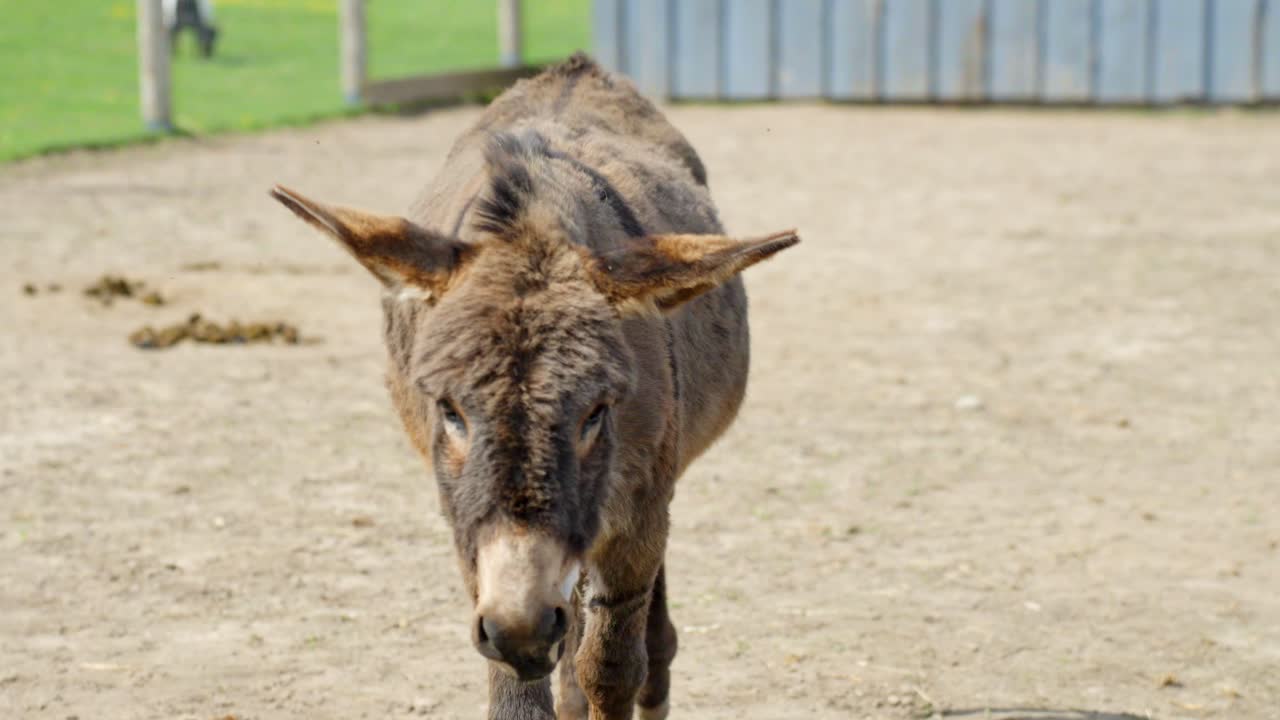 A donkey walks slowly toward the camera in a calm zoo environment with natural surroundings.