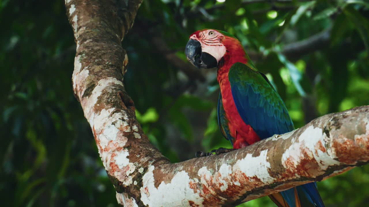 Close up shot of red colorful parrots chilling on a tree in Costa Rica. Exotic bird. Bird watching in the tropical forest.