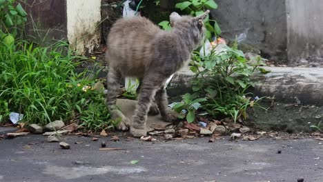 black gray feral cat with wart disease forages in roadside grass