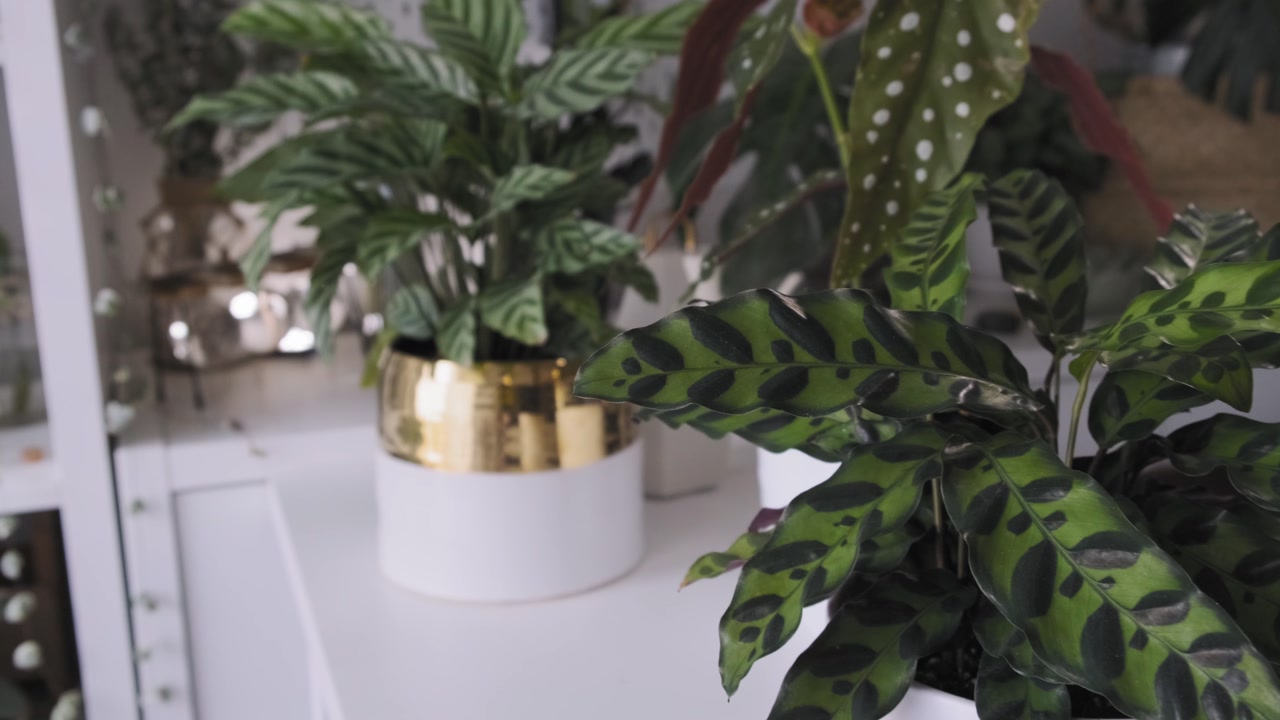 Tracking shot of a beautiful natural interior decor
