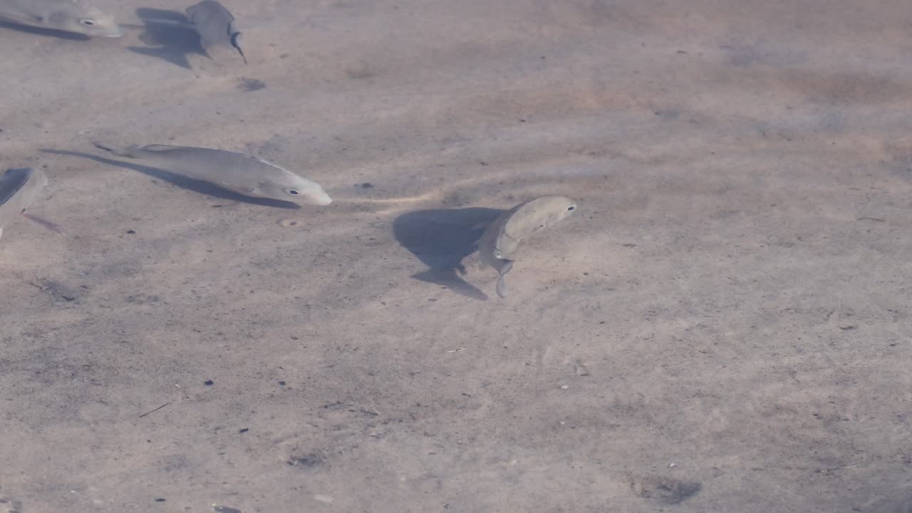 물 웅이 가 줄어드는 곳 에서 날아다니는 물고기 들