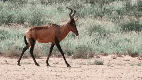 a red hartebeest walking across a dry river bed in the kalahari national park of south africa
