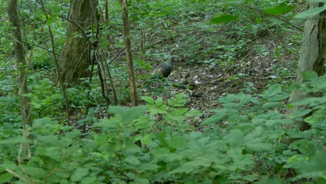 A-family-group-of-wild-turkeys-passing-by-in-a-forest-environment,-wide-shot