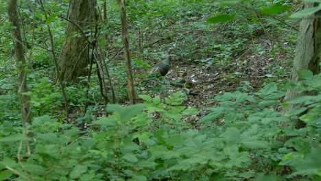 un grupo familiar de pavos salvajes pasando por un entorno forestal, plano general
