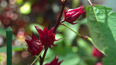 Schöne-Statische-Aufnahme-Des-Windes,-Der-Auf-Der-Hibiskuspflanze-Red-Roselle-Sauerampfer-Weht