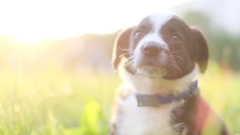 cute black and white puppy in the grass