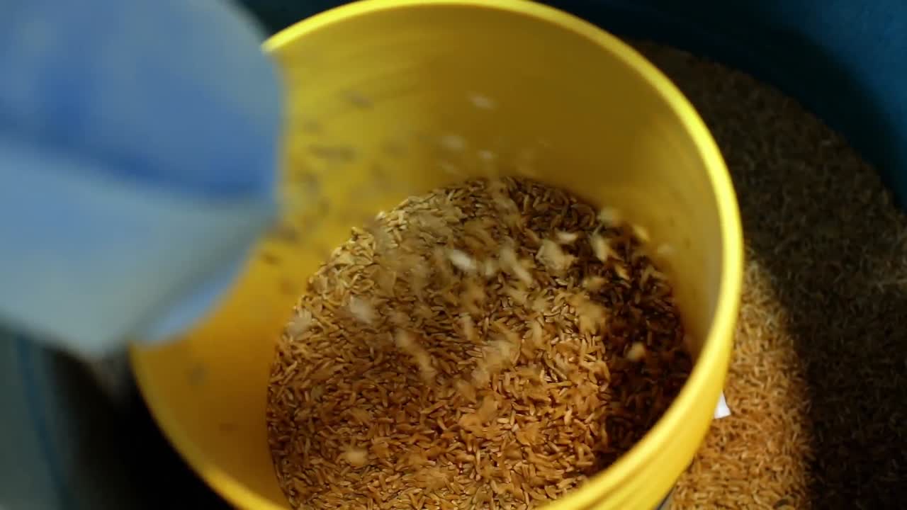 Wheat threshing in factory 4k