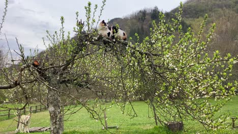 Cat-stuck-on-a-tree-Wide-Shot