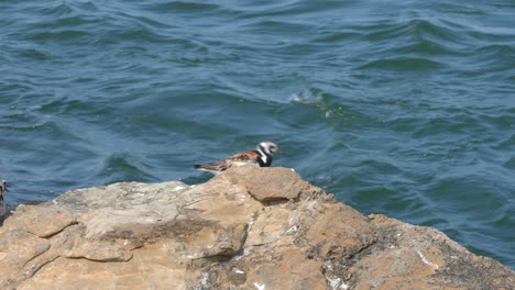 ruddy turnstone shore birds having an argument on a rock with the ocean waves in the background