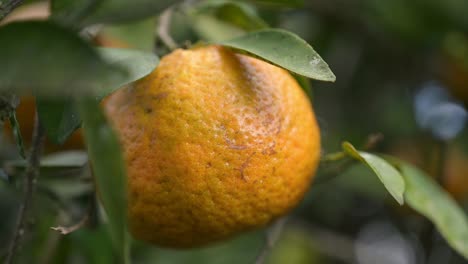 Beautiful-wrinkled-orange-before-being-cut-from-the-tree