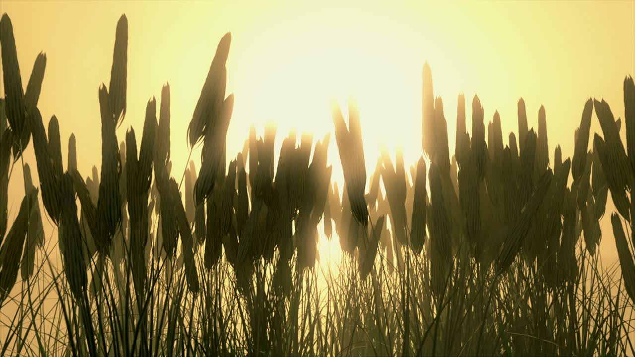 Wheat field at dawn.