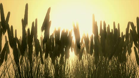 wheat field at dawn.