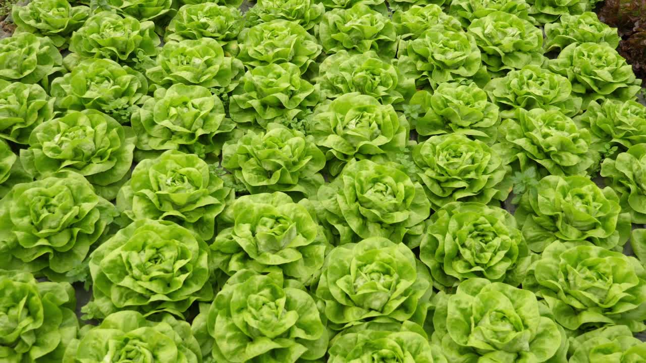 lechuga verde libre de pesticidas, orgánica y sostenible, dentro de un invernadero ecológico