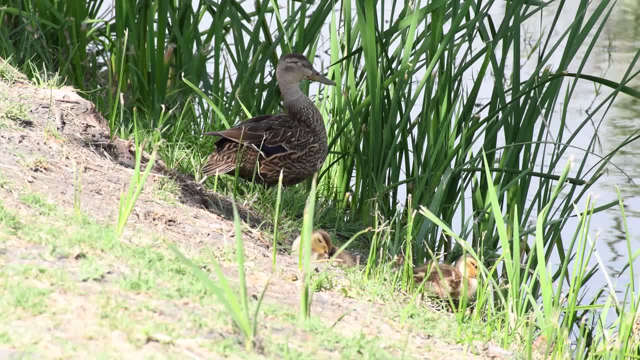 Adult mallard with ducklings resting in a lake in Xochimilco, Mexico City in the morning