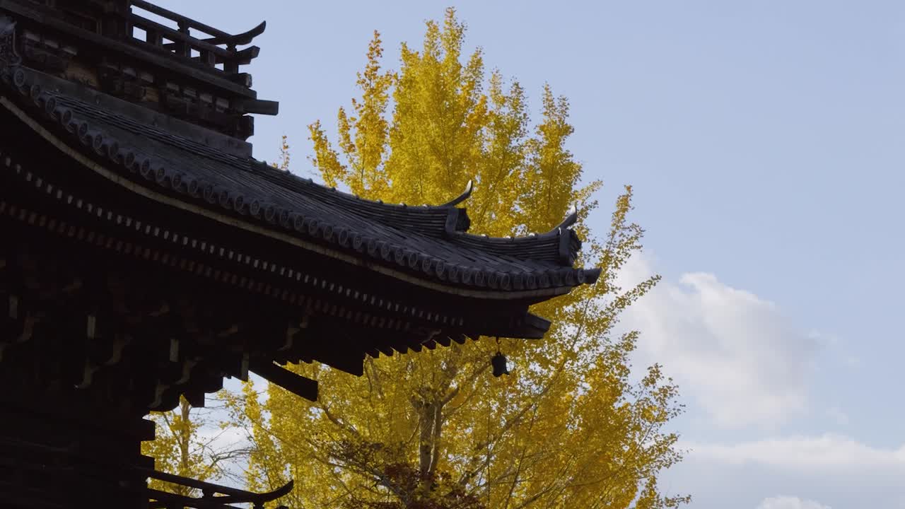 Slow pan over Japanese Pagoda with yellow autumn color tree against blue sky